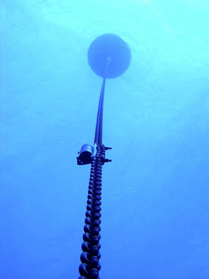 Marlin Tagging Cradle